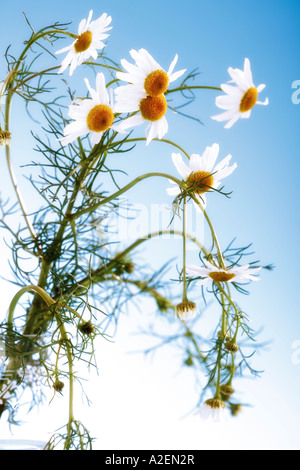 Fleurs de camomille, close-up Banque D'Images