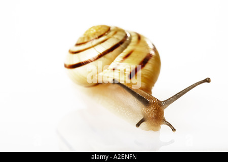 (Escargot Cepaea hortensis), close-up Banque D'Images