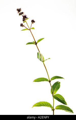 La menthe poivrée en fleurs Banque D'Images