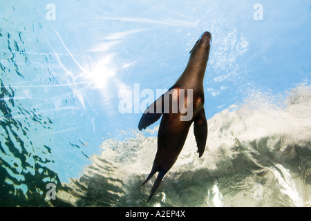 Allemagne, Gelsenkirchen, Zoom Erlebniswelt, Lion de mer piscine Banque D'Images