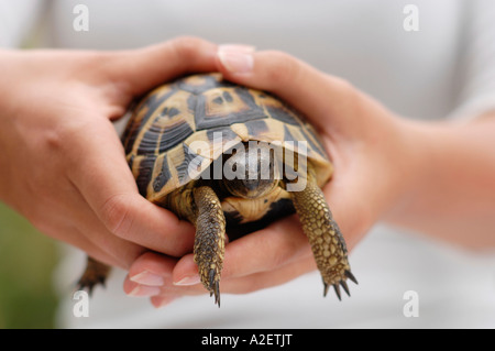 Personne tenant tortue, mid section Banque D'Images