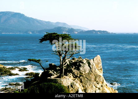 Monterey Californie le Lone Cypress, à Pebble Beach Banque D'Images