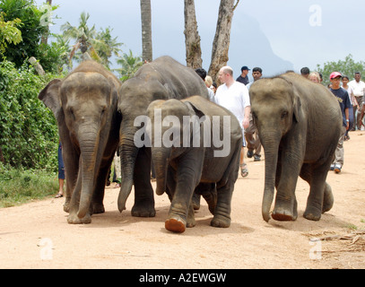 Sri Lanka - bébés éléphants d'asie ( Elepha maximus maximus ), et touristes, Pinnawala éléphant orphelinat, Sri Lanka, Asie Banque D'Images