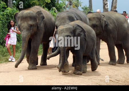 Éléphants du Sri Lanka - bébés éléphants d'asie et jeune fille, orphelinat d'éléphants de Pinnawala, Sri Lanka Banque D'Images