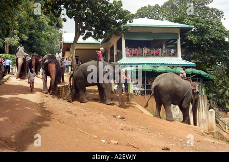 Sri Lanka éléphants arrivant au lieu de baignade des éléphants, l'orphelinat des éléphants, Pinnawala, Sri Lanka, Asie Banque D'Images