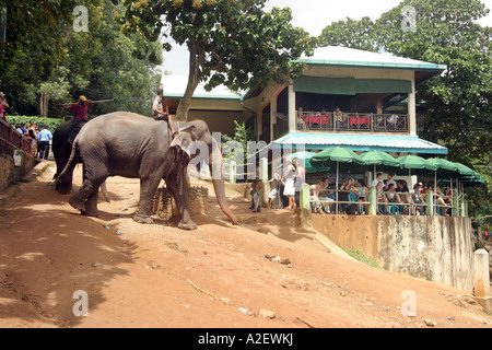 Eléphant Sri lanka - éléphants arrivant au lieu de baignade des éléphants, Pinnawala, Sri Lanka Banque D'Images