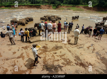 Sri Lanka les éléphants se baignent dans le fleuve mahaweli Ganga à Pinnawala, Sri Lanka, Asie Banque D'Images