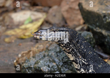 Gros plan de la tête de l'eau, un varan Varanus salvator, Sri Lanka, Asie Banque D'Images