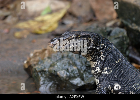 Gros plan de la tête de l'eau, un varan Varanus salvator, Sri Lanka Asie Banque D'Images