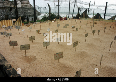 Sanctuaire de tortues du Sri Lanka, œufs de tortues enfouis dans le sable, Sanctuaire de tortues, Bentota, Sri Lanka Asie Banque D'Images