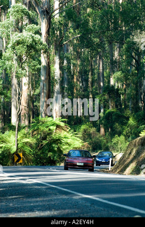 Les voitures sur la route de Monbulk Dandenong Ranges National Park Victoria Australie Banque D'Images