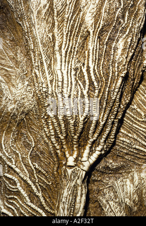 Crinoid fossile Banque D'Images
