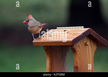 Cardinal rouge femme debout sur le haut de la trémie Banque D'Images