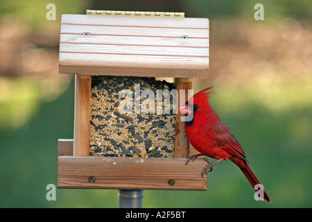 Cardinal rouge mâle, trémie d'oiseaux Banque D'Images