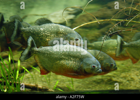 Le piranha à ventre rouge (Pygocentrus nattereri), également connu sous le nom de piranha rouge. Banque D'Images