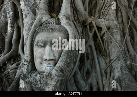 Tête de Bouddha recouvertes par racines dans Wat Mahathat à Ayutthaya, Thaïlande. Banque D'Images