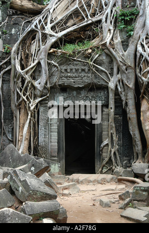 Envahis par les ruines de Ta Prohm Temple dans la région d'Angkor près de Siem Reap, Cambodge Banque D'Images