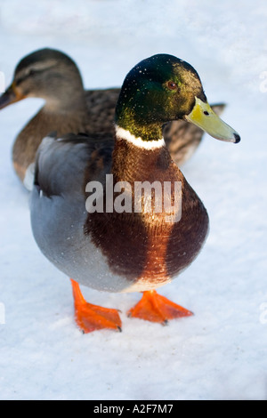 Canard colvert Anas platyrhynchos Canard drake et à la fois sur un lac gelé recouvert de neige à des North Yorkshire Dalby forest Staindale Banque D'Images