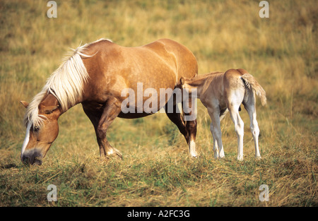 Jument et poulain Cheval Haflinger potable Banque D'Images