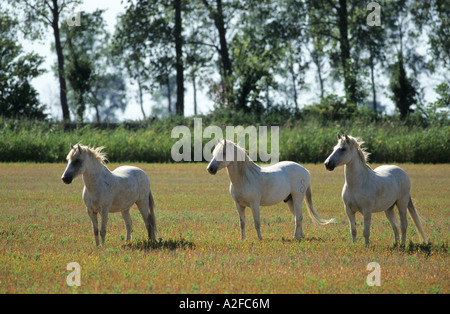 Trois chevaux blancs dans un champ cheval Camargue Banque D'Images