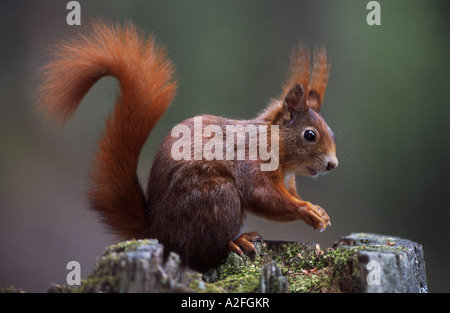 Eurasian Écureuil roux (Sciurus vulgaris) assis sur la souche d'arbre Banque D'Images