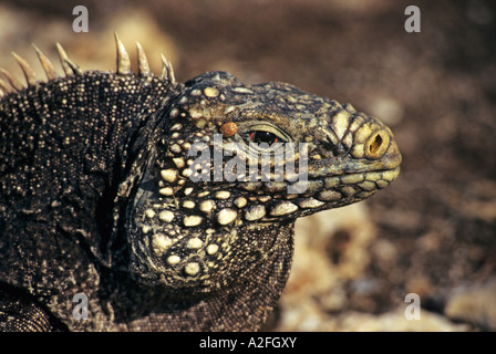 Iguana (Iguana iguana) à Cayo Iguana Island près de Cayo Largo, Cuba Banque D'Images