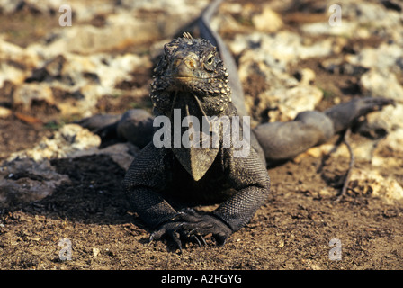 Iguana (Iguana iguana) à Cayo Iguana Island près de Cayo Largo, Cuba Banque D'Images