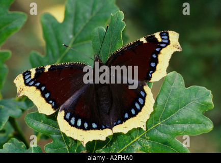 Papillon Nymphalis antiopa Camberwell Beauty UK Banque D'Images