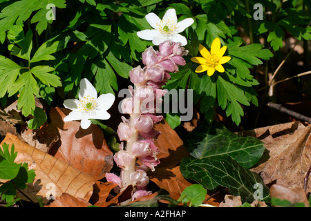 Toothwort ((Lathraea squamaria) avec le bois des anémones (Anemone nemorosa) et moindre chélidoine (Ranunculus ficaria) Banque D'Images