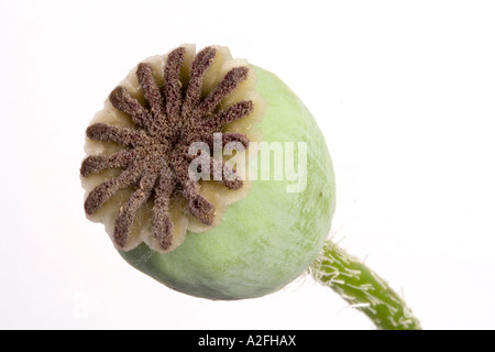 Navire de semences d'un pavot d'Orient Papaver orientale Banque D'Images