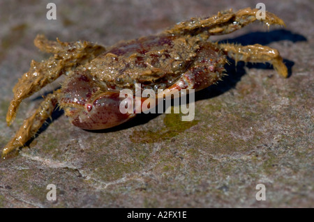 Le Devon Wildlife Trust Wembury Marine volontaire rreserve crabe poilu Pilumnus hirtellus très commun autour de l'Angleterre mais trouvés à partir de Banque D'Images