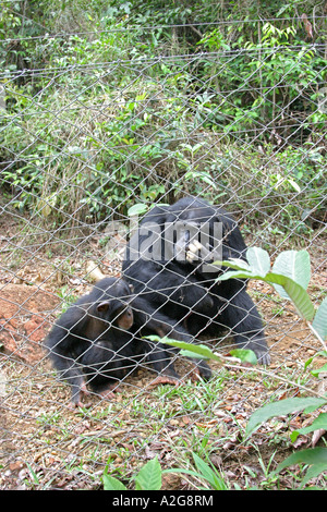 Freetown Sierra Leone le chimpe de plomb au sanctuaire de sauvetage du chimpe de Takugama Banque D'Images