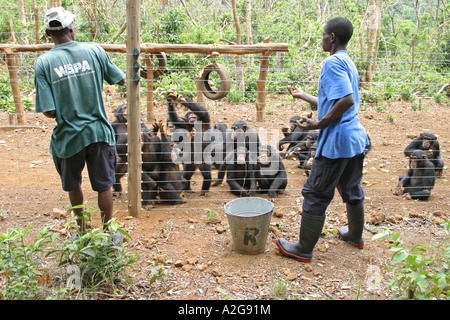 Refuge de sauvetage de chimpano de Tacugama en Sierra Leone à Freetown Banque D'Images