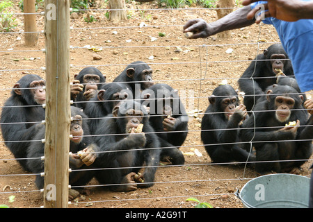 Refuge de sauvetage de chimpano de Tacugama en Sierra Leone à Freetown Banque D'Images