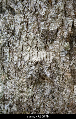 Espèce de camouflé sur tronc d'arbre à la verticale Banque D'Images