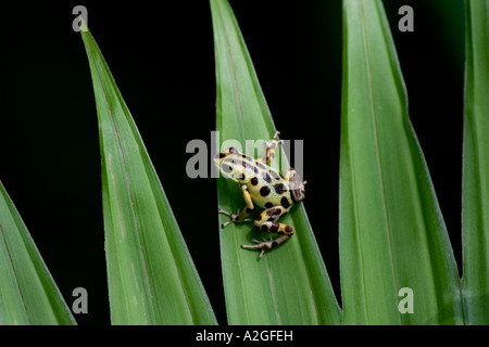 Strawberry Poison Dart Frog (dendrobates pumilio bastimento) - Northern jaune vert tacheté noir - Morph sur feuilles triangulaires. Banque D'Images