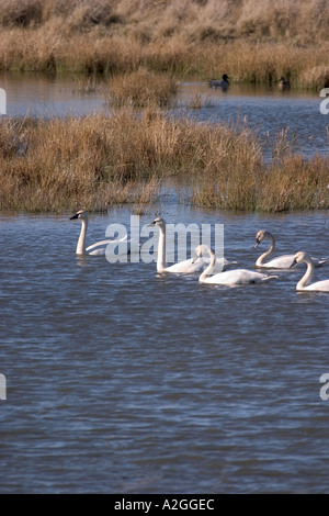 Les cygnes trompettes et les Canards colverts nager dans un étang zones humides Banque D'Images