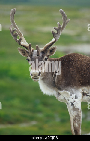 Le caribou des bois, la péninsule Avalon, Terre-Neuve, Canada Banque D'Images