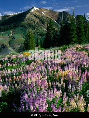 Jarbridge Désert et montagnes, NEVADA. Sapins subalpins et Lupin, Marys River Peak. Forêt nationale de Humboldt Banque D'Images