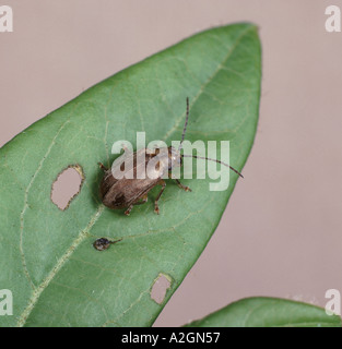 Viburnum insecte sur la chrysomèle de la viorne Pyrrhalta Banque D'Images