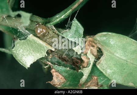 Une chenille tordeuse Acleris sparsana avec sangle nid dans le feuillage de myrte Banque D'Images