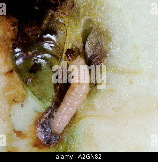 Carpocapse Cydia pomonella caterpillar dans la galerie à l'intérieur d'une pomme fruit Banque D'Images