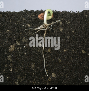 Numéro 5 de 6 dans une série de photographies montrant le développement d'une plante à partir de graines de haricot plantule à premières vraies feuilles Banque D'Images