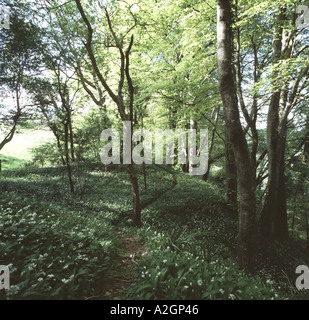 Vue de sentier sinueux à travers des bois de hêtre de printemps soleil pommelé avec plus de l'ail sauvage poussant sur plancher bois Banque D'Images