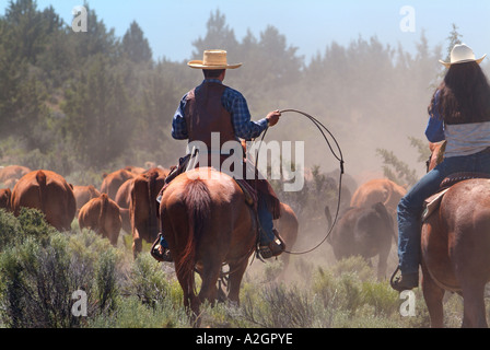Avec corde cowboy et cowgirl bovins conduite à des poussières dans le centre de l'Oregon. (MR) Banque D'Images