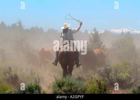 Cowgirl avec corde oscillante bovins conduite à des poussières en centrral Oregon. (MR) Banque D'Images