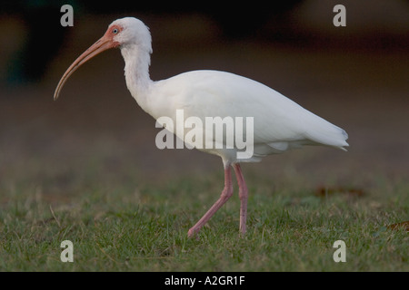 Ibis blanc en Floride. Banque D'Images