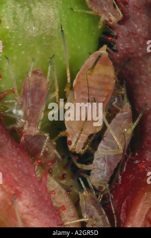 Rose les pucerons Macrosiphum rosae se nourrissant sur une fleur rose bud Banque D'Images