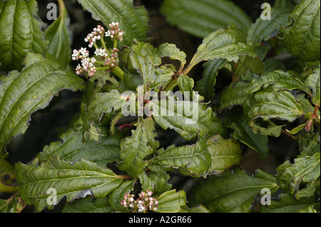 Charançon de la vigne Otiorhynchus sulcatus les dommages causés par l'alimentation, des encoches, sur les bords des feuilles Viburnum Banque D'Images