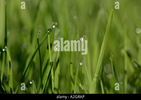 Brins d'herbe avec des gouttelettes d'eau Banque D'Images